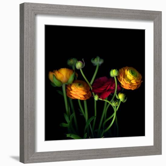 Ranunculus-Magda Indigo-Framed Photographic Print