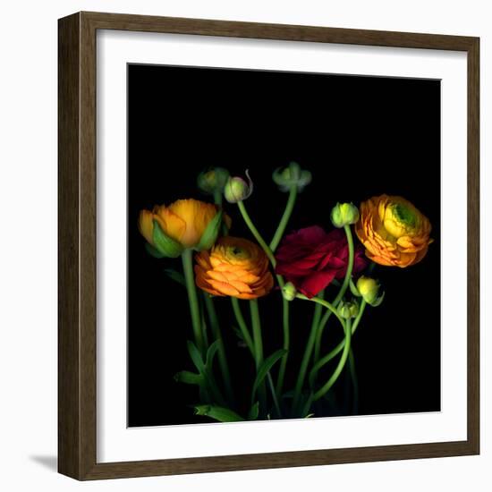 Ranunculus-Magda Indigo-Framed Photographic Print