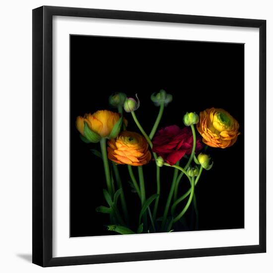 Ranunculus-Magda Indigo-Framed Photographic Print