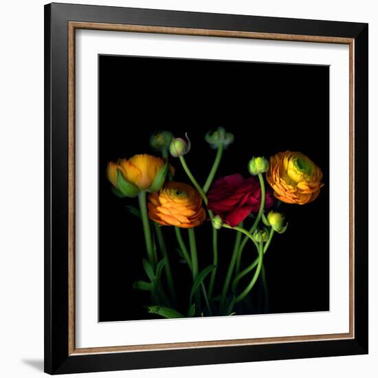 Ranunculus-Magda Indigo-Framed Photographic Print