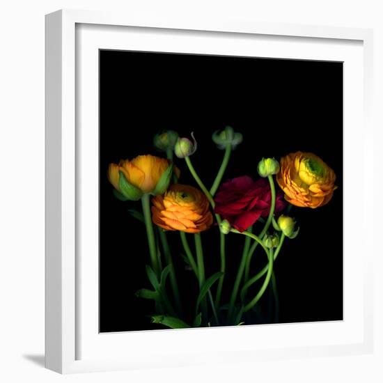 Ranunculus-Magda Indigo-Framed Photographic Print