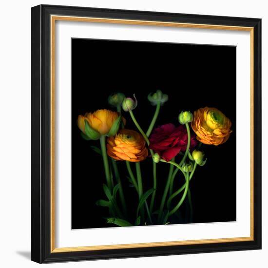 Ranunculus-Magda Indigo-Framed Photographic Print