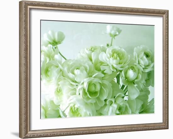 Ranunculus-null-Framed Photographic Print