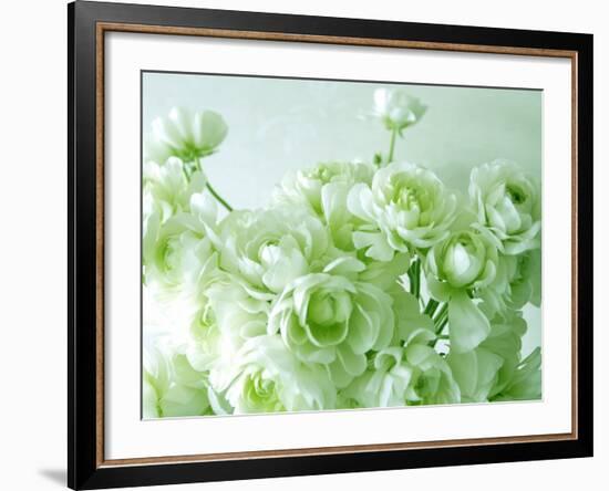 Ranunculus-null-Framed Photographic Print