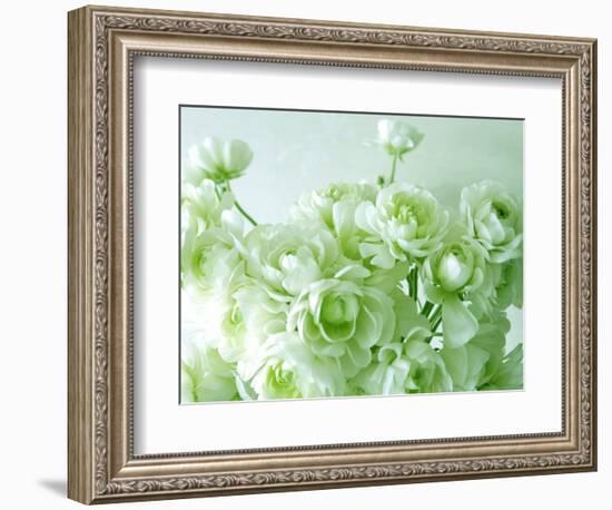 Ranunculus-null-Framed Photographic Print