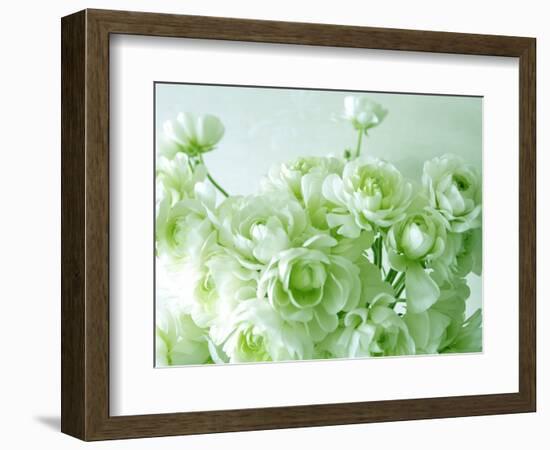 Ranunculus-null-Framed Photographic Print