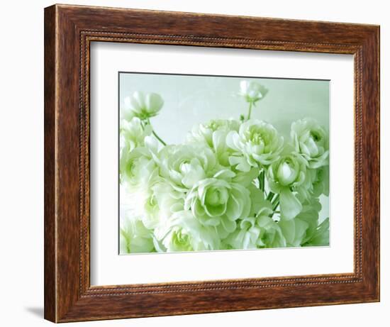 Ranunculus-null-Framed Photographic Print