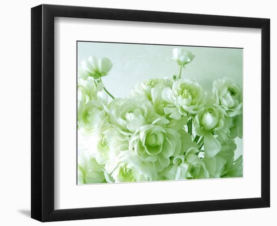 Ranunculus-null-Framed Photographic Print