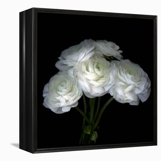 Ranunculus-Magda Indigo-Framed Premier Image Canvas