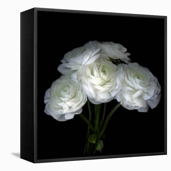 Ranunculus-Magda Indigo-Framed Premier Image Canvas