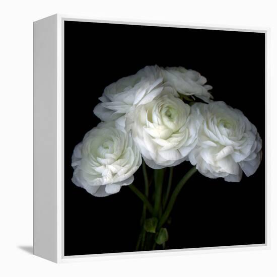 Ranunculus-Magda Indigo-Framed Premier Image Canvas