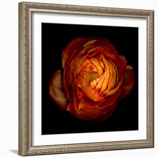 ranunculus-Magda Indigo-Framed Photographic Print