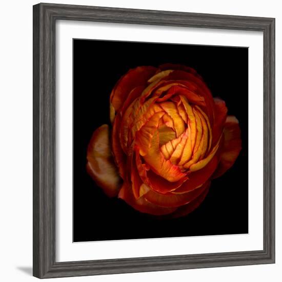 ranunculus-Magda Indigo-Framed Photographic Print