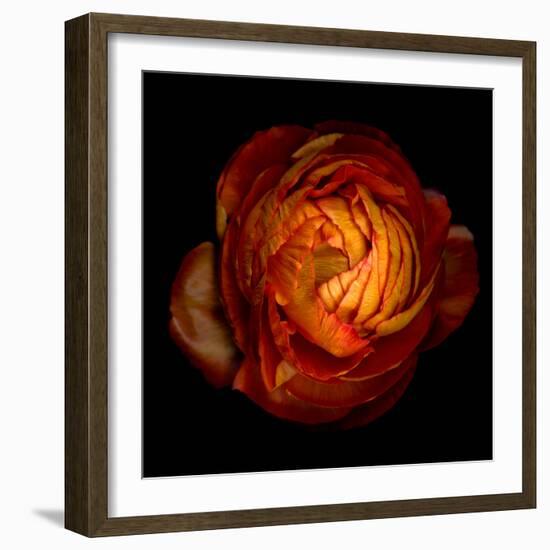 ranunculus-Magda Indigo-Framed Photographic Print