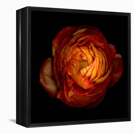 ranunculus-Magda Indigo-Framed Premier Image Canvas