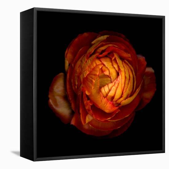 ranunculus-Magda Indigo-Framed Premier Image Canvas