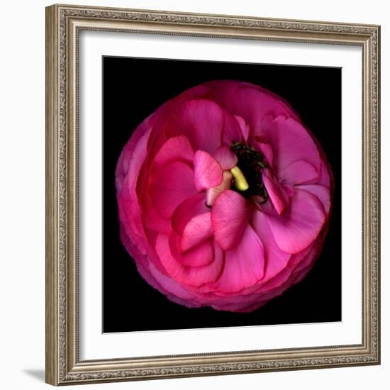 ranunculus-Magda Indigo-Framed Photographic Print