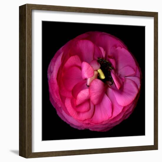 ranunculus-Magda Indigo-Framed Photographic Print