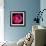 ranunculus-Magda Indigo-Framed Photographic Print displayed on a wall