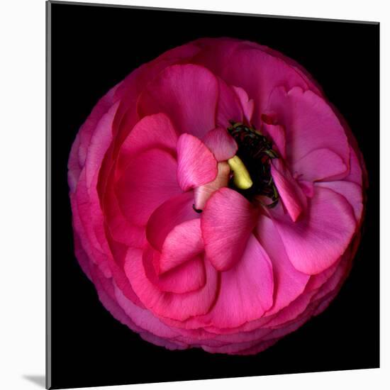 ranunculus-Magda Indigo-Mounted Photographic Print