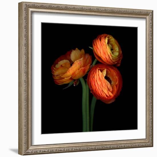 ranunculus-Magda Indigo-Framed Photographic Print