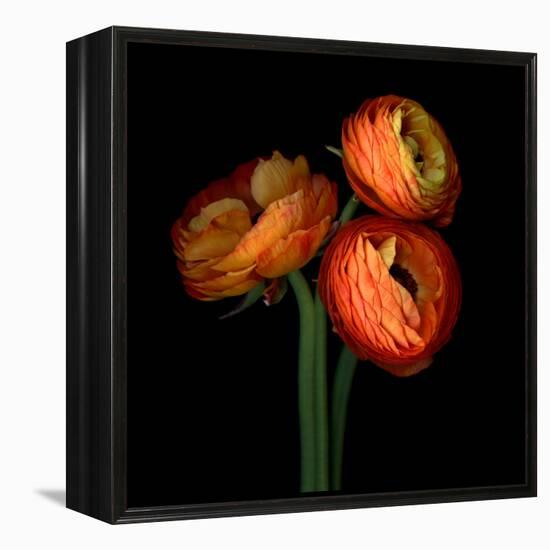 ranunculus-Magda Indigo-Framed Premier Image Canvas