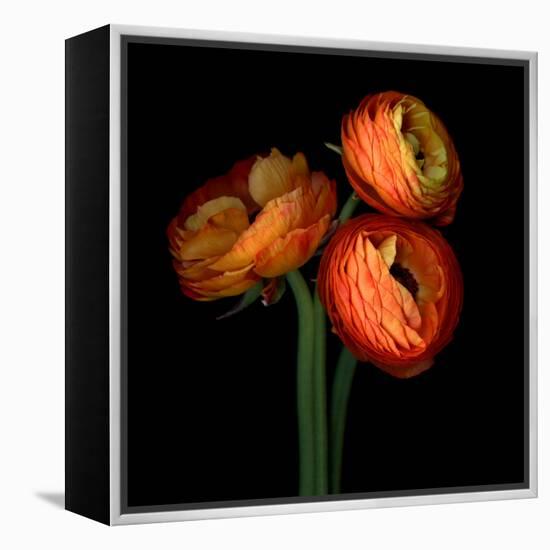 ranunculus-Magda Indigo-Framed Premier Image Canvas