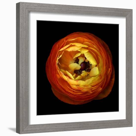 ranunculus-Magda Indigo-Framed Photographic Print