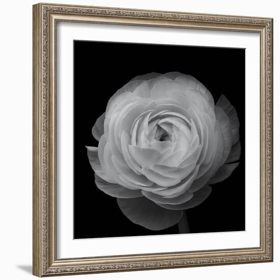 Ranunculus-Lotte Gronkjar-Framed Photographic Print