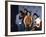 Rap Group the Beastie Boys Adam Horovitz, Adam Yauch, and Mike Diamond with Dj Hurricane-null-Framed Premium Photographic Print