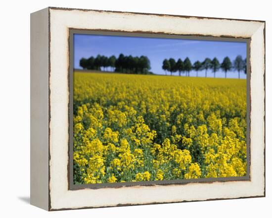 Rape, Brassica Napus, Bielefeld, Germany-Thorsten Milse-Framed Premier Image Canvas