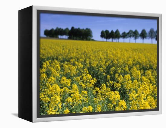 Rape, Brassica Napus, Bielefeld, Germany-Thorsten Milse-Framed Premier Image Canvas