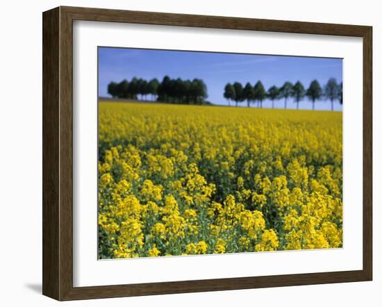 Rape, Brassica Napus, Bielefeld, Germany-Thorsten Milse-Framed Photographic Print