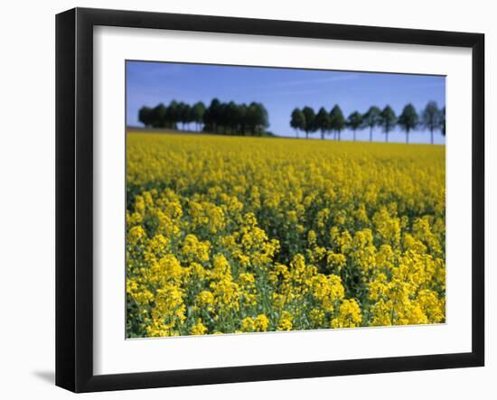 Rape, Brassica Napus, Bielefeld, Germany-Thorsten Milse-Framed Photographic Print