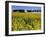 Rape, Brassica Napus, Bielefeld, Germany-Thorsten Milse-Framed Photographic Print