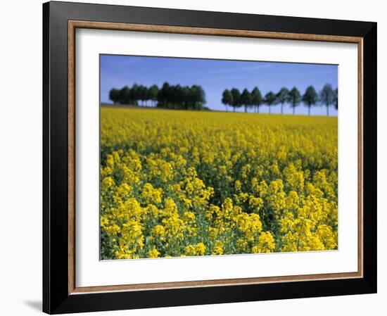 Rape, Brassica Napus, Bielefeld, Germany-Thorsten Milse-Framed Photographic Print