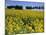 Rape, Brassica Napus, Bielefeld, Germany-Thorsten Milse-Mounted Photographic Print