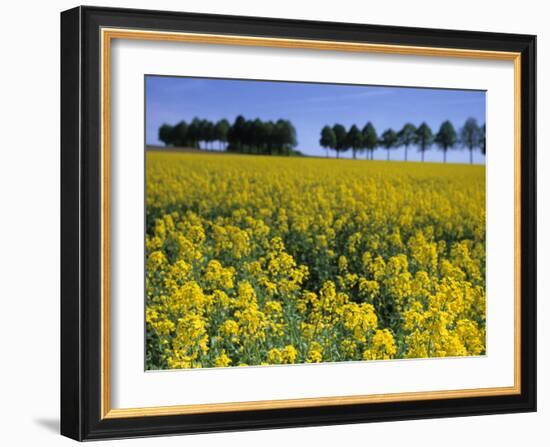 Rape, Brassica Napus, Bielefeld, Germany-Thorsten Milse-Framed Photographic Print