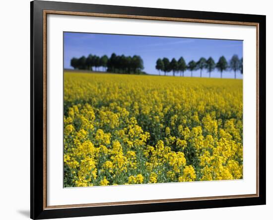 Rape, Brassica Napus, Bielefeld, Germany-Thorsten Milse-Framed Photographic Print