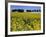 Rape, Brassica Napus, Bielefeld, Germany-Thorsten Milse-Framed Photographic Print