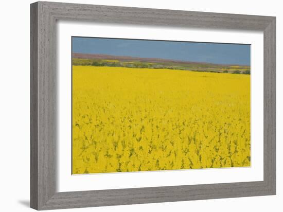 Rape Field, 2003-Alan Byrne-Framed Giclee Print