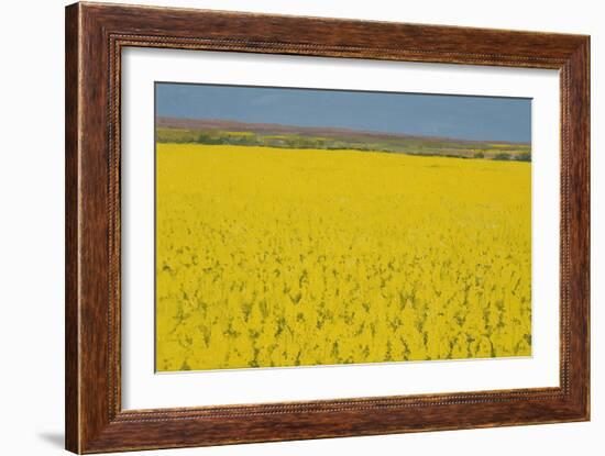 Rape Field, 2003-Alan Byrne-Framed Giclee Print