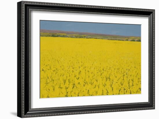 Rape Field, 2003-Alan Byrne-Framed Giclee Print