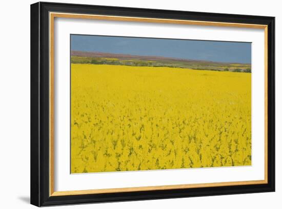 Rape Field, 2003-Alan Byrne-Framed Giclee Print