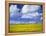 Rape Field and Blue Sky with White Clouds-Nigel Francis-Framed Premier Image Canvas