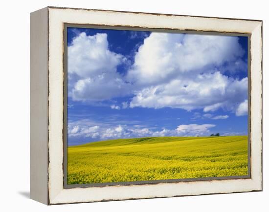 Rape Field and Blue Sky with White Clouds-Nigel Francis-Framed Premier Image Canvas
