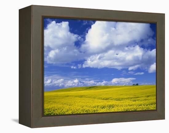 Rape Field and Blue Sky with White Clouds-Nigel Francis-Framed Premier Image Canvas