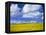 Rape Field and Blue Sky with White Clouds-Nigel Francis-Framed Premier Image Canvas