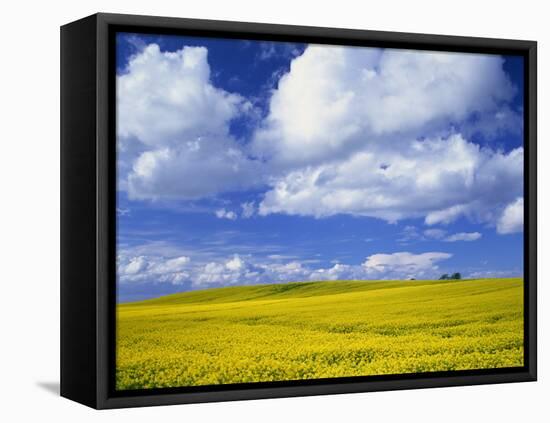 Rape Field and Blue Sky with White Clouds-Nigel Francis-Framed Premier Image Canvas