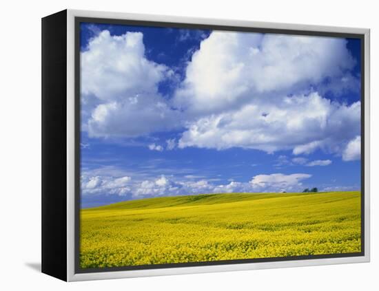 Rape Field and Blue Sky with White Clouds-Nigel Francis-Framed Premier Image Canvas